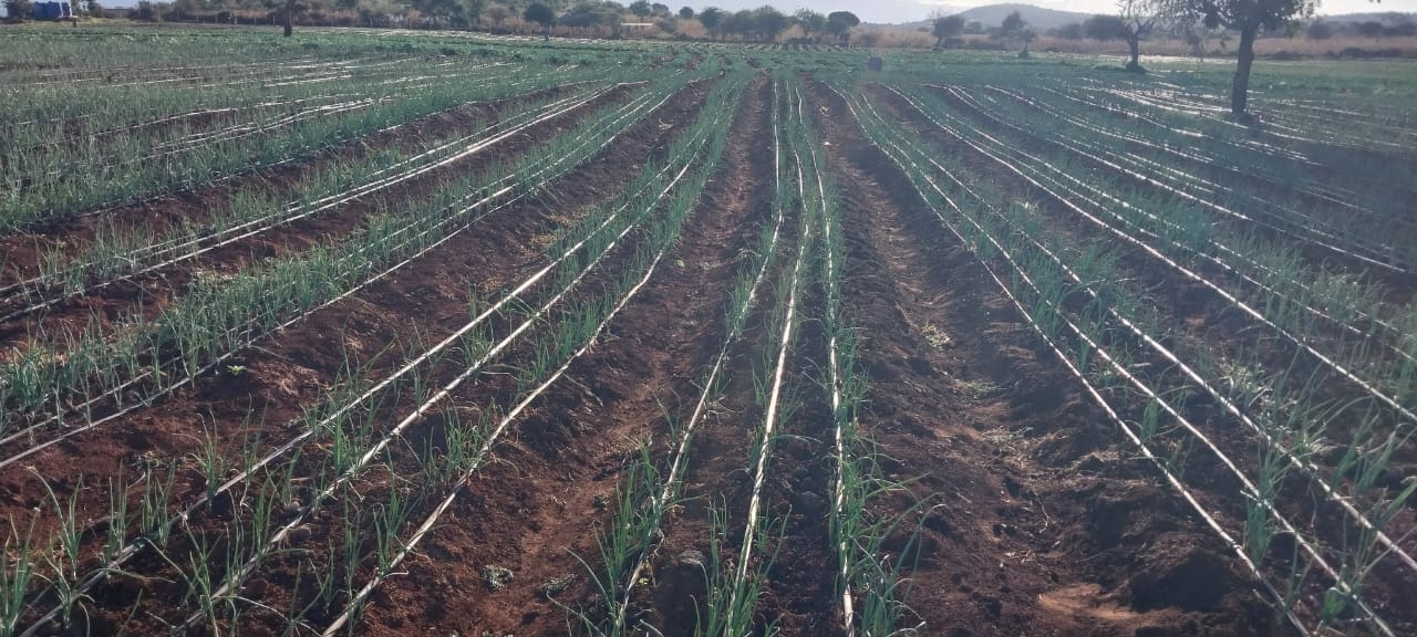 Driplines Irrigation System